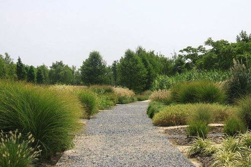 观赏草价格 湖南抗冻草花 批发抗冻草花