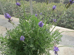 山东草花薰衣草,青州草花鼠尾草,山东青州宿根花卉