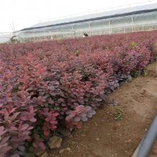 【青州红叶甜菜价格茗茜花卉基地供应图片】青州红叶甜菜价格茗茜花卉基地供应 - 青州市茗茜花卉苗木专业合作社