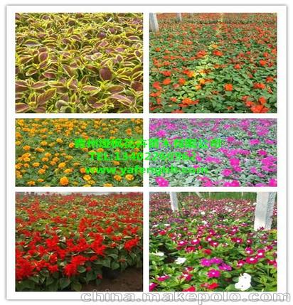 熏衣草生产厂家 宿根花卉苗木 熏衣草种植基地