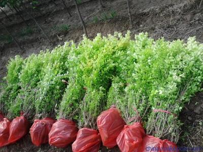 【供应红叶小檗 红叶小檗价格 红叶小檗种植基地】价格,厂家,图片,草花,青州市晓敏花卉苗木专业合作社-