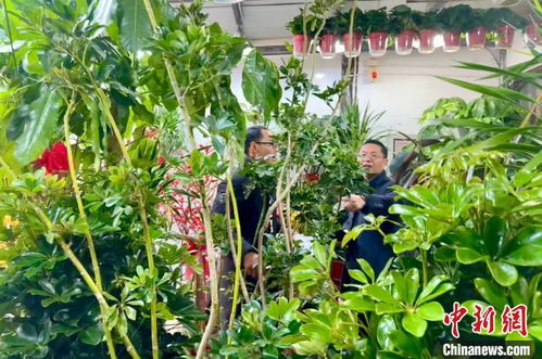 新春走基层 花木之乡 年宵花热销 年货经济 燃旺新春市场