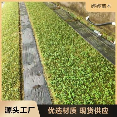 吉林省花卉苗木种植批发基地