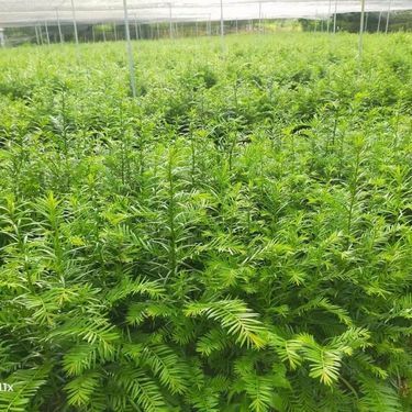 中草药红豆杉市场价多少钱一公斤