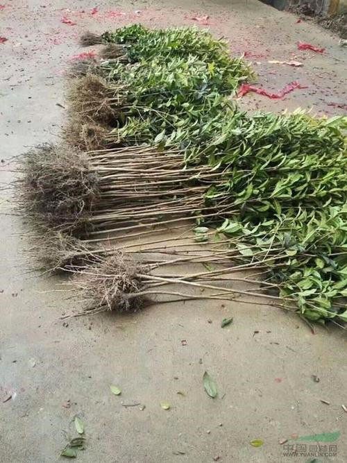 潢川1公分八月桂绿化花木种植