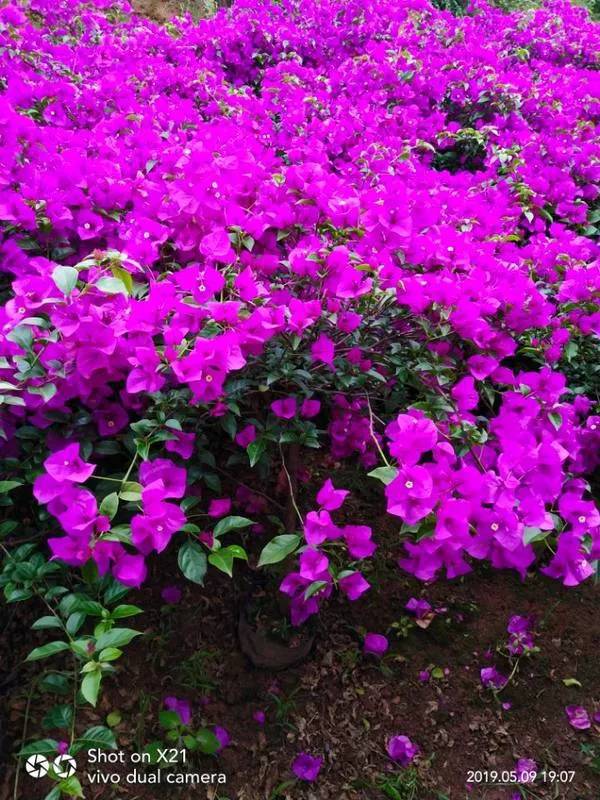 恭喜宜宾市翠屏区怡景花卉苗木种植场入驻苗木通 彭超 质优价廉