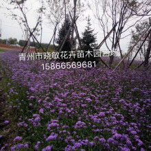 青州市晓敏花卉苗木专业合作社