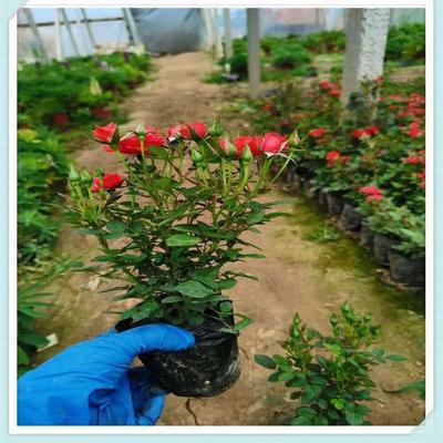 【微型玫瑰花苗 微型玫瑰批售 大面积种植出售微型玫瑰】 - 青州市森木花卉苗木专业合作社