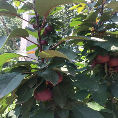 山东红嘎啦苹果树苗基地哪里有红嘎啦苹果树苗种植基地