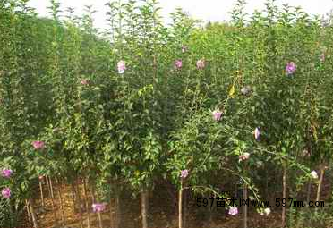 供应木槿花图片|苗木|苗木图库|597苗木网