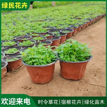 山东千屈菜绿化苗种植基地