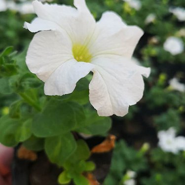矮牵牛种植基地