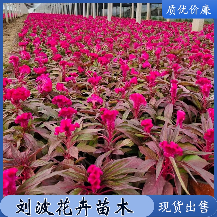 时令草花鸡冠花 鸡冠花小苗种植 鸡冠花价格 质量优