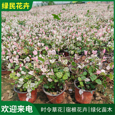 花叶络石