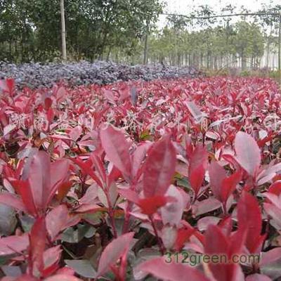 红叶石楠,益阳红叶石楠供应商,沅江市天添花卉苗木种植基地_青青花木网
