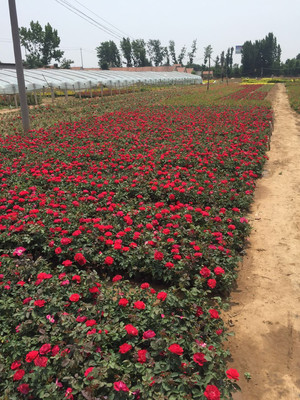 鑫超花卉苗木宿根花卉花卉批发 各种草花批发基地 价格优惠
