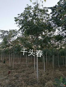 宿根花卉 草花系列 绿化苗木 公司相册 天津旭东苗木种植专业合作社