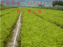 花卉世界网 辽宁省开原市绿野苗木花卉种子公司产品展示