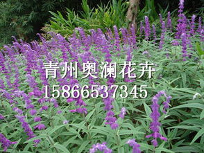 一串蓝价格 专业鼠尾草市场价格情况