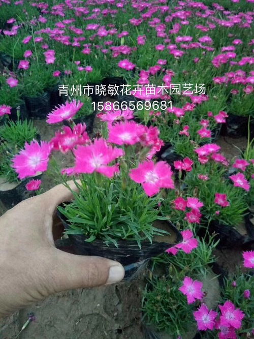 【欧石竹穴盘苗批发价格】- 
