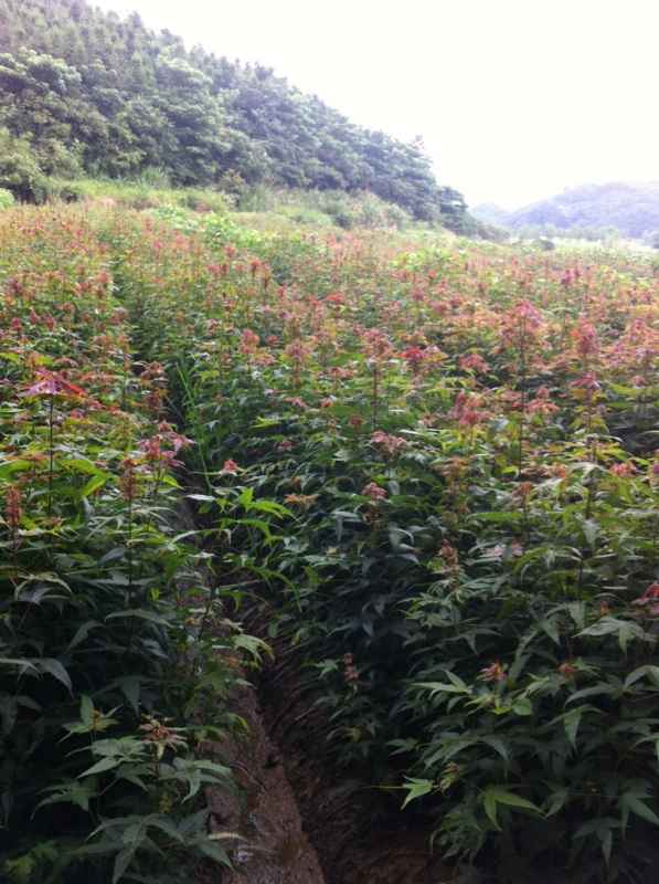 企业简介