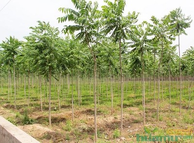 花木网专访洛阳真趣园林--农业生态观光园