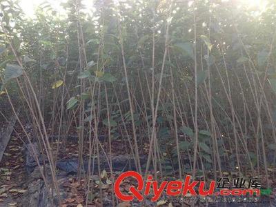 供应速生樱花 早樱樱花 速生早樱 一年能长3cm-沭阳县新河镇周圈村西南花卉苗木园艺场提供供应速生樱花 早樱樱花 速生早樱 一年能长3cm的相关介绍、产品、服务、图片、价格沭阳县新河镇周圈村西南花卉苗木园艺场、北海道黄杨;樱花;绿化工程;紫薇;榆叶梅;国槐;金叶女贞;桂花;黑松;侧柏;紫穗槐;木槿;龙柏;红枫;银杏;法桐;红叶小檗;大叶黄杨;蜀桧;丰花月季
