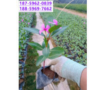 【山东观赏草基地】青州市茂刚花卉苗木专业合作社 - 产品库