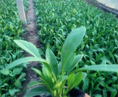 【666】金鸡菊*山东金鸡菊*金鸡菊种植基地*金鸡菊批发图片|【666】金鸡菊*山东金鸡菊*金鸡菊种植基地*金鸡菊批发产品图片由青州市锦里花卉苗木公司生产提供-