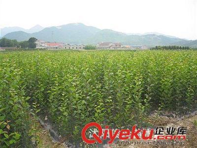 俊玲苗木园艺场大量出售日本樱花小苗-沭阳俊玲苗木园艺场提供俊玲苗木园艺场大量出售日本樱花小苗的相关介绍、产品、服务、图片、价格沭阳俊玲苗木园艺场、绿化苗木;盆景栽植;蔬菜种子;花卉种子;大型盆栽绿化