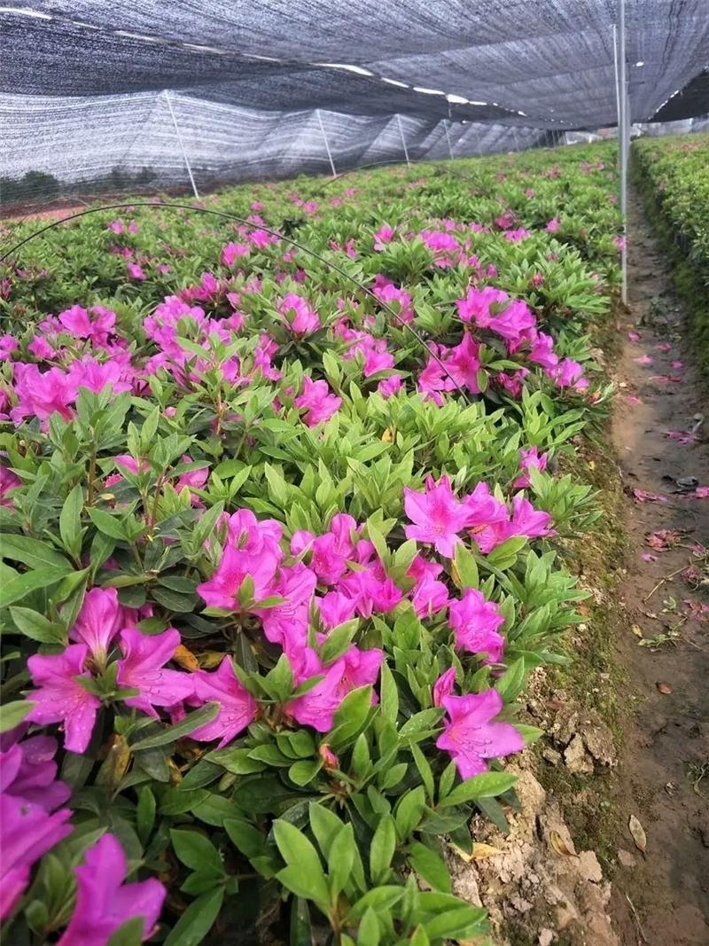 毛杜鹃苗大量供应!#苗木种植基地 #花卉基地 #庭院花卉 #