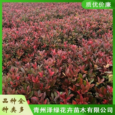 红叶石楠小苗基地 大量供应 红叶石楠种植基地