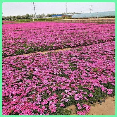 【芝樱 苗圃供应四季观赏花卉丛生福禄考小苗 园林景观工程】 - 青州市承玉花卉苗木种植专业合作社