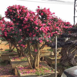浙江茶花种植和出售信息,茶花经纪人,茶花苗圃基地等信息