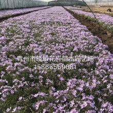 青州市彦明花卉苗木种植专业合作社