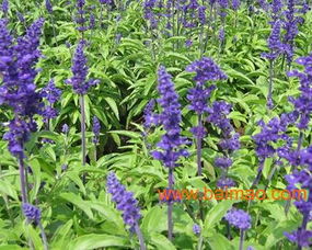 四季草花批发,山东四季草花批发,四季草花批发价格,四季草花批发,山东四季草花批发,四季草花批发价格生产厂家,四季草花批发,山东四季草花批发,四季草花批发价格价格