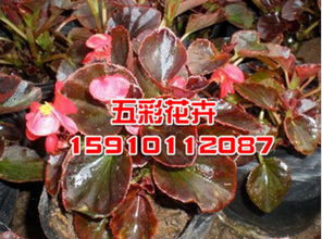 ,价格,厂家,供应商,其他农业,青州市五彩花卉苗木园艺场 热卖促销 阿土伯网