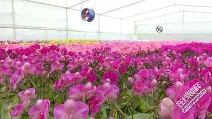 钟祥市首获国家级濒危保护植物林木种子生产经营许可证