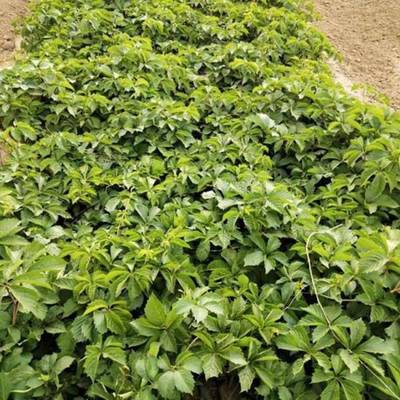 青州市茗茜花卉苗木专业合作社