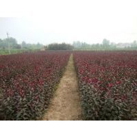 【山东龙爪槐种植基地|东营紫叶李基地|潍坊国槐种植基地图片】山东龙爪槐种植基地|东营紫叶李基地|潍坊国槐种植基地 - 青州市俊亮苗木花卉园