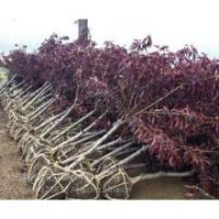 【常州7公分碧桃紫叶挑成苗种植基地图片】常州7公分碧桃紫叶挑成苗种植基地 - 沭阳李老大花卉苗木中心