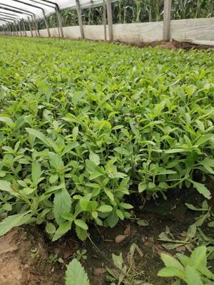 柳叶马鞭草 柳叶马鞭草花海 柳叶马鞭草绿化 绿叶马鞭草基地