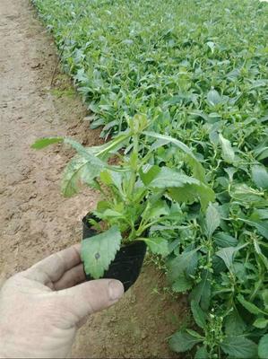 舟山马鞭草种植基地 观花马鞭草种子