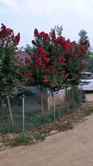 恭喜江苏沭阳珀水苗木园艺场入驻苗木通平台 只种好看的花木
