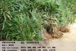 箬竹 价格合理公道苗木质量优秀 沭阳现货价格及规格型号