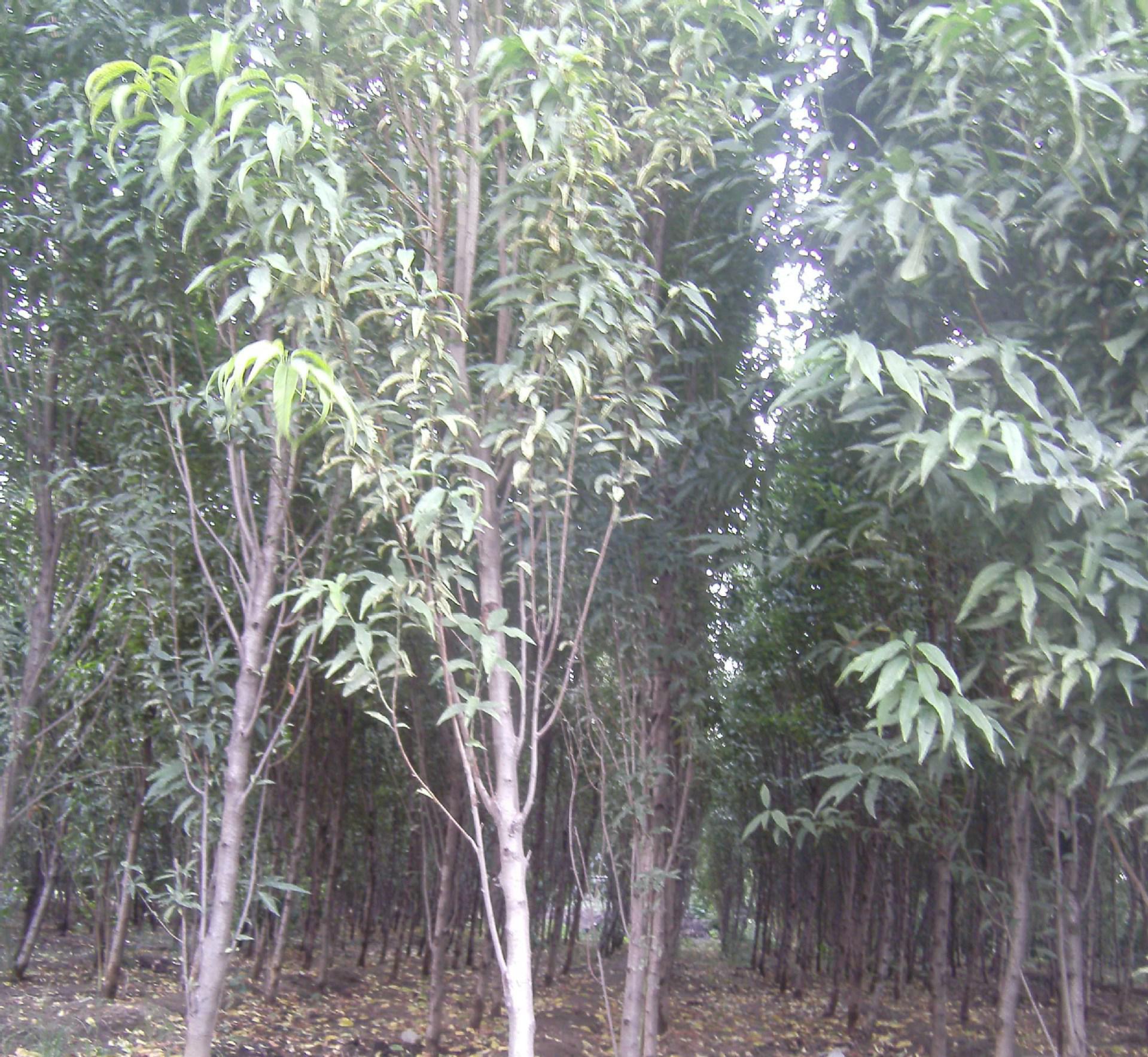 厂家专业种植 绿色植物苗木花卉 花园栽种好选择 绿化环境好帮