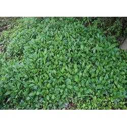马兰种植观赏 湖南马兰 君诚花卉苗木 查看