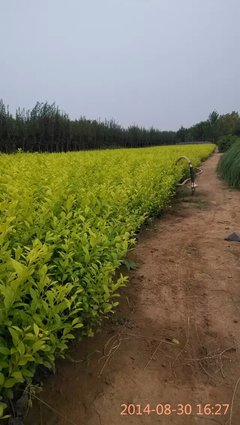 山东金叶女贞基地青州红叶小檗批发草花种植基地卫矛扶芳藤冬青图片|山东金叶女贞基地青州红叶小檗批发草花种植基地卫矛扶芳藤冬青产品图片由青州市向阳花卉苗木园艺场公司生产提供-