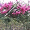 红花紫薇怎样种植_红花紫薇怎样种植批发_红花紫薇怎样种植供应_阿里巴巴