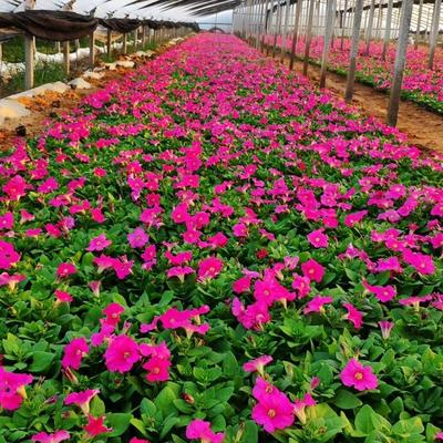 【温州营养杯小花矮牵牛大量批发 承玉花卉】 - 青州市承玉花卉苗木种植专业合作社